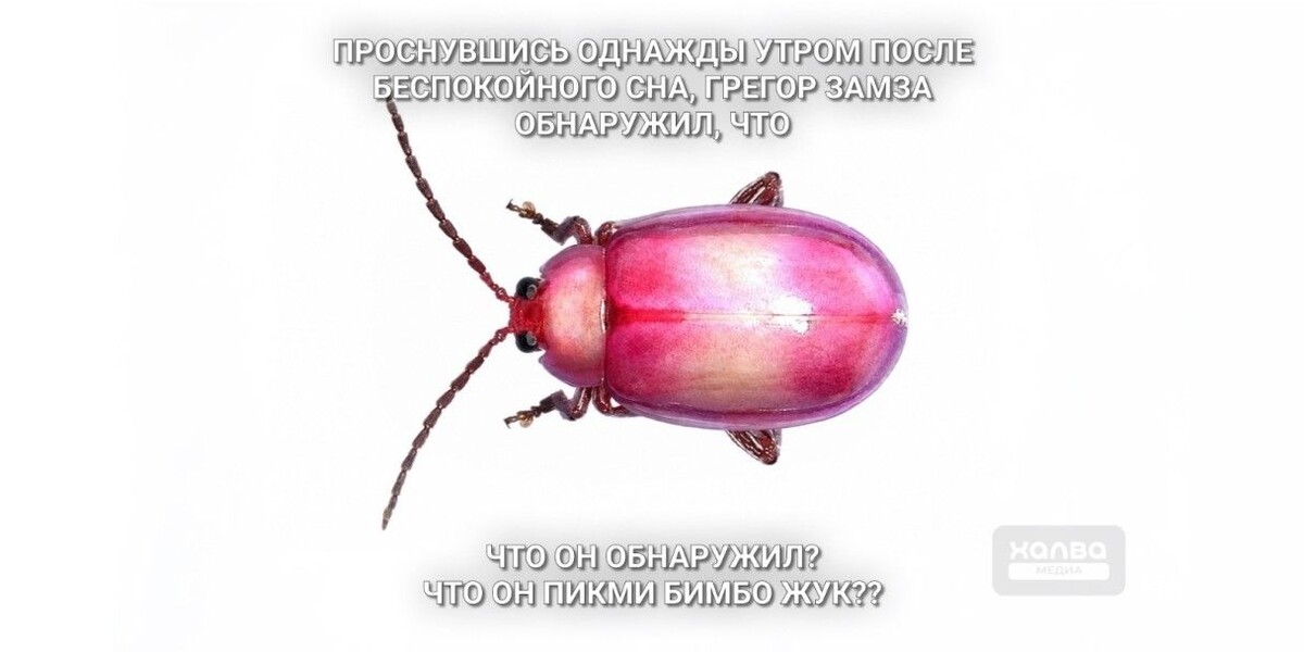 Розовый жук — не страшный, а очень даже симпатичный. Источник: нейросеть📷
