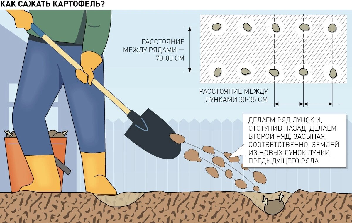 посадка картофеля схема