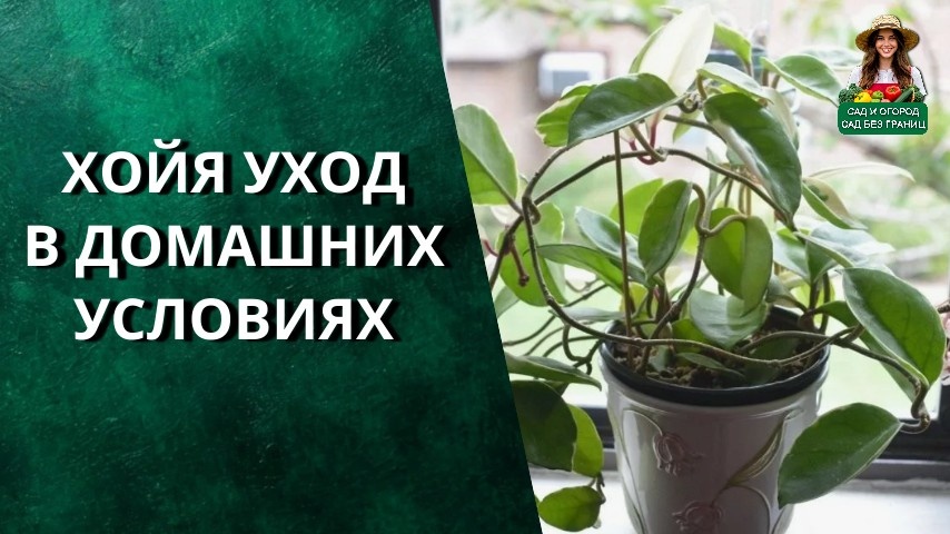 хойя уход в домашних условиях