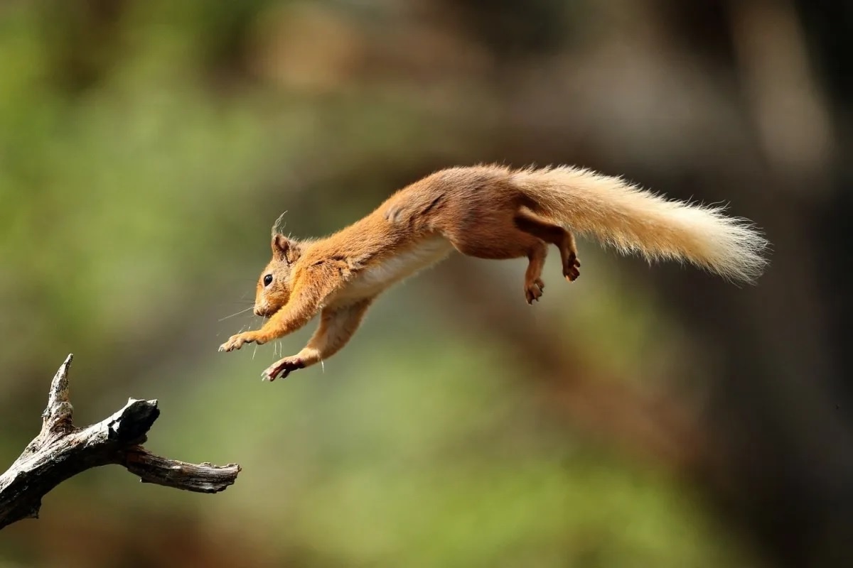 Фото с сайта: https://bobsbanter.com/jump-to-the-next-tree/