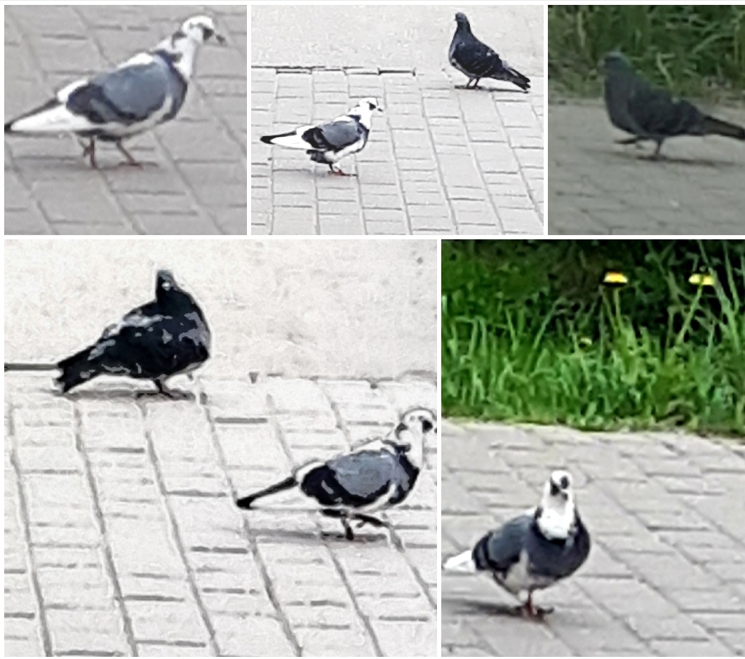 Коллаж автора 14.05.2026г.