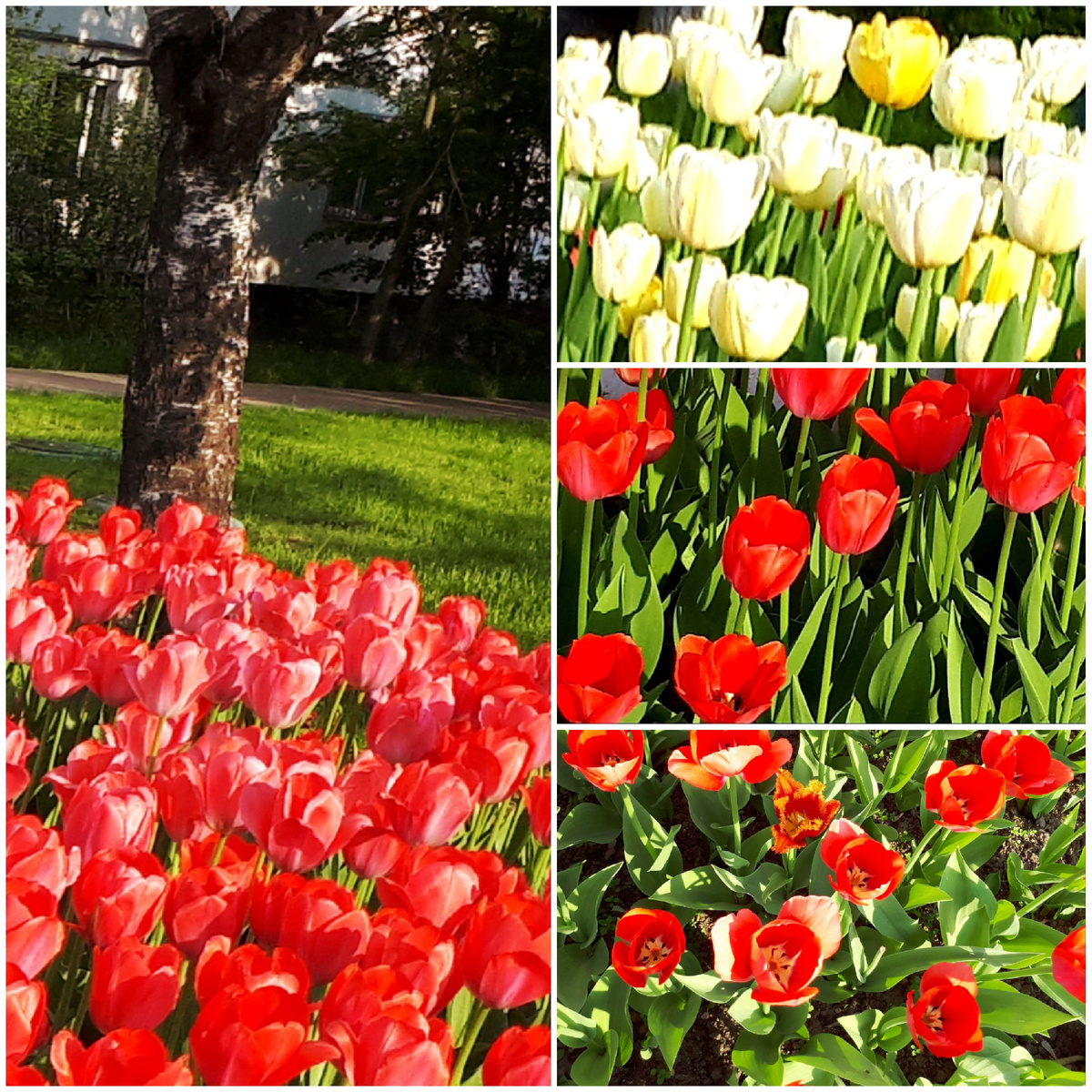 Коллаж автора 14.05.2026ш.