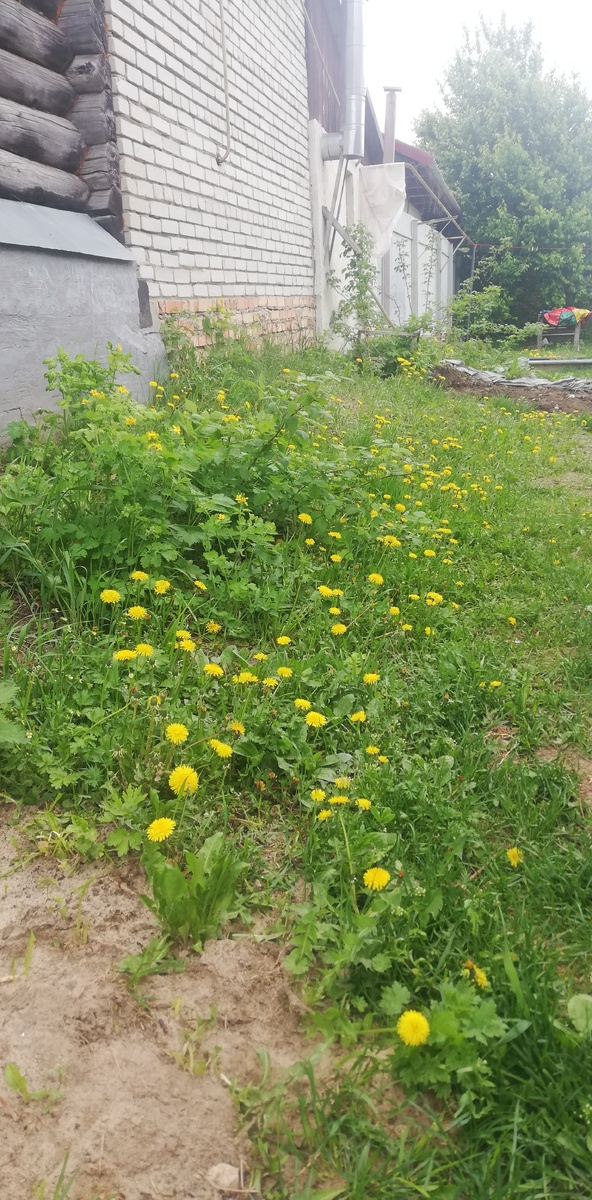И цветут как не в себя, надо варенье варить 😊