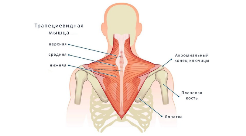 Шея перестанет болеть: 3 упражнения для верхней трапеции, которые врачи забывают назначить