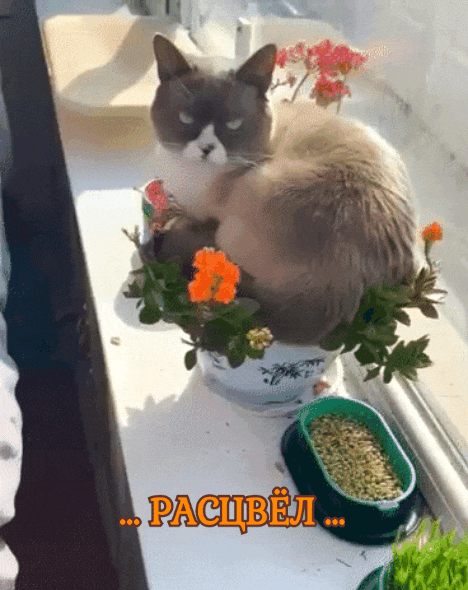 Из открытых источников