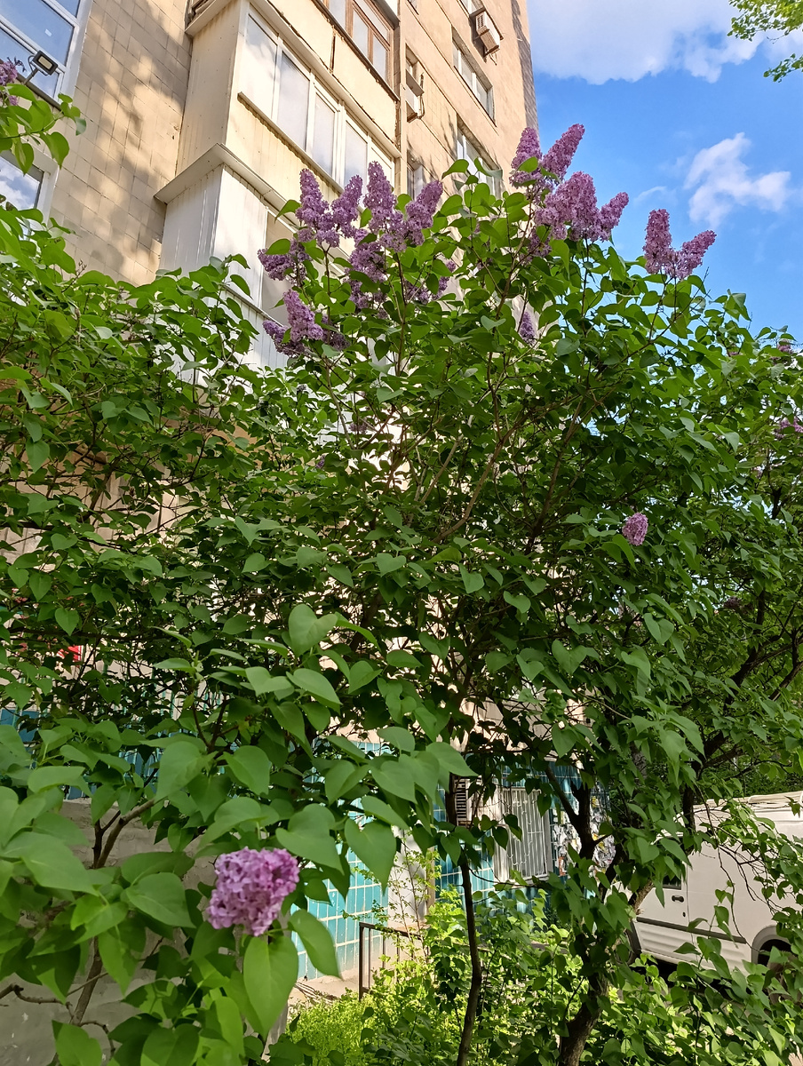 Сирень.