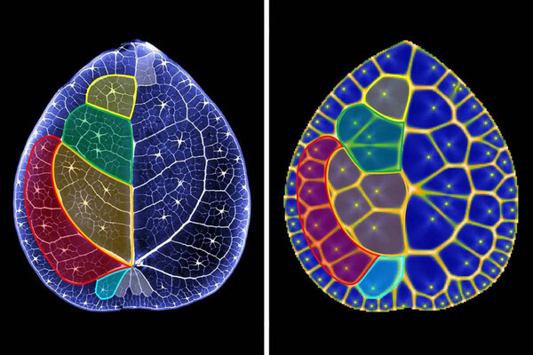 Navlakha Lab/CSHL   📷