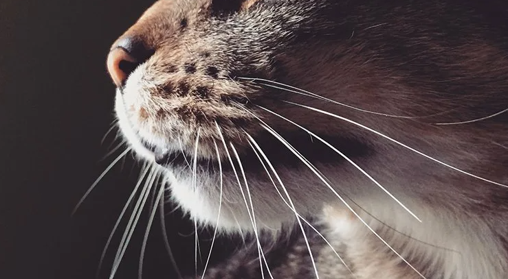 Котик
