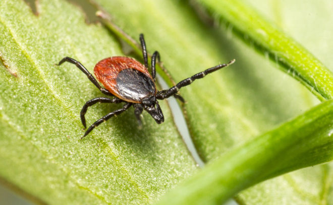    © erik-karits-2093459 / https://www.magnific.com/free-photo/brown-black-spider-green-leaf_9867730.htm