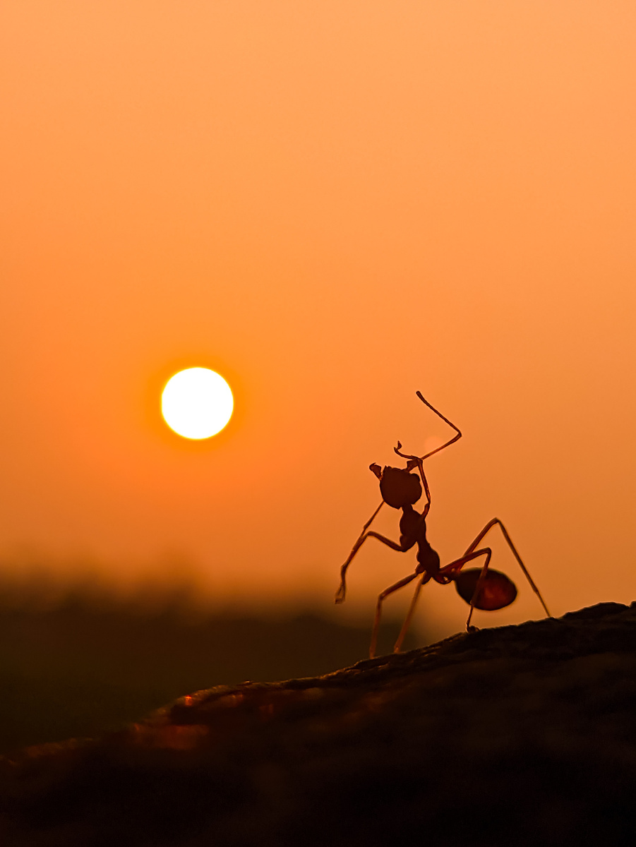 Photo courtesy of shihasnalil, pixabay.com