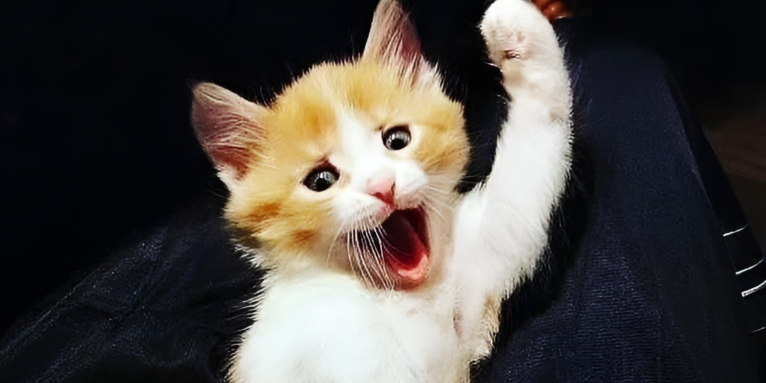 Мемы с котиками для отличного настроения: 15 смешных фото про кошачье тихое доверие и присутствие рядом
