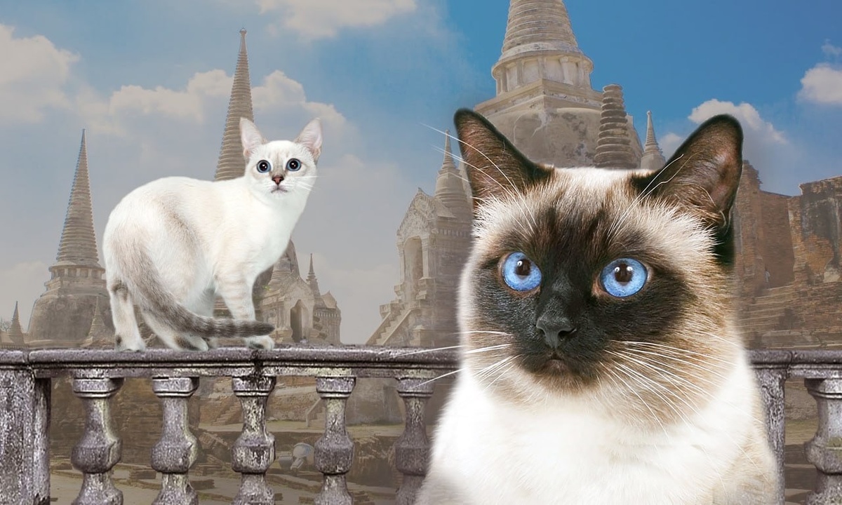 Кошки тайской породы
