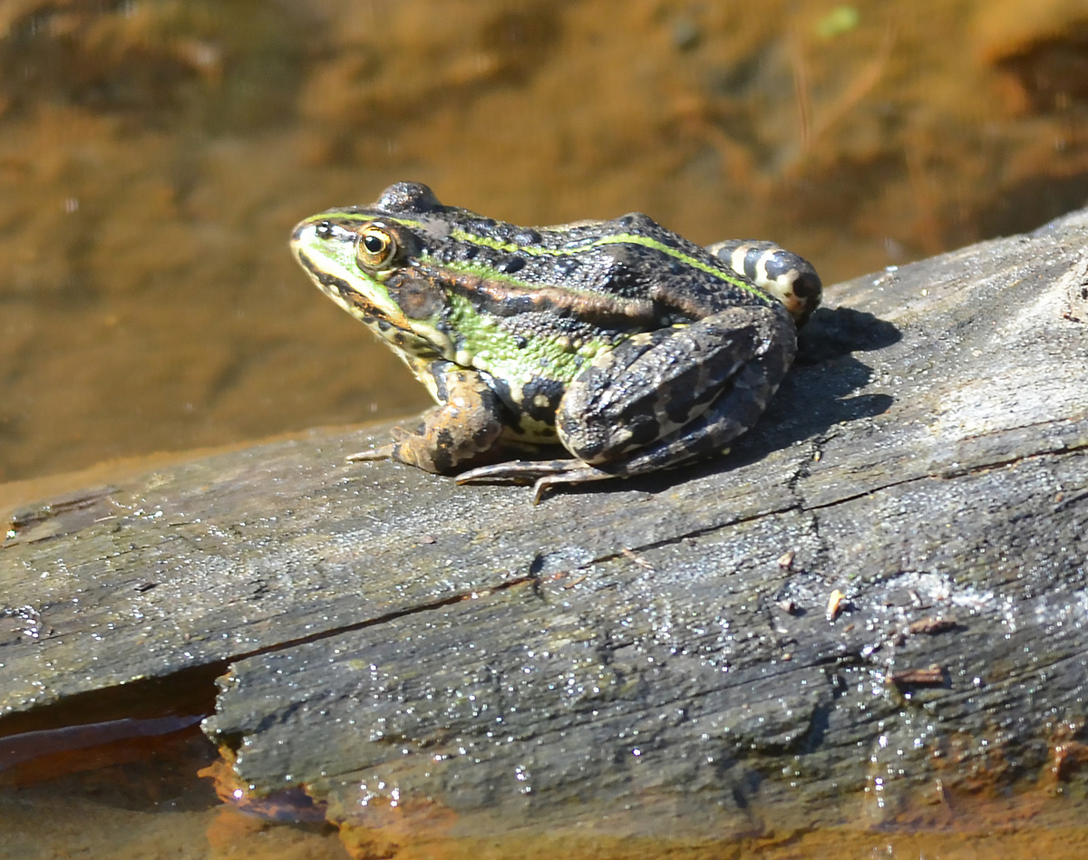 Лягушка озерная - Pelophylax ridibundus