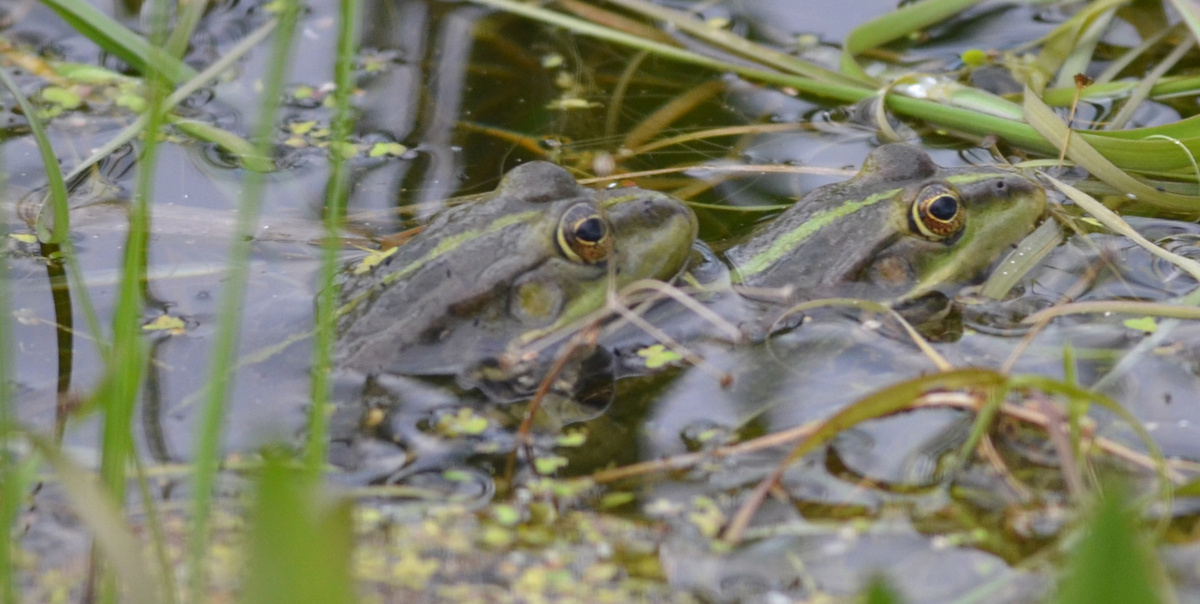 Лягушка озерная - Pelophylax ridibundus