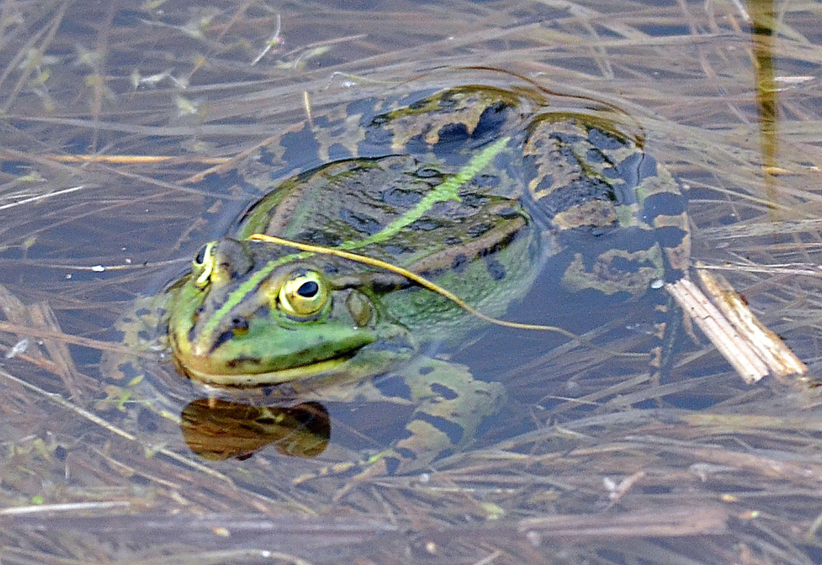 Лягушка озерная - Pelophylax ridibundus