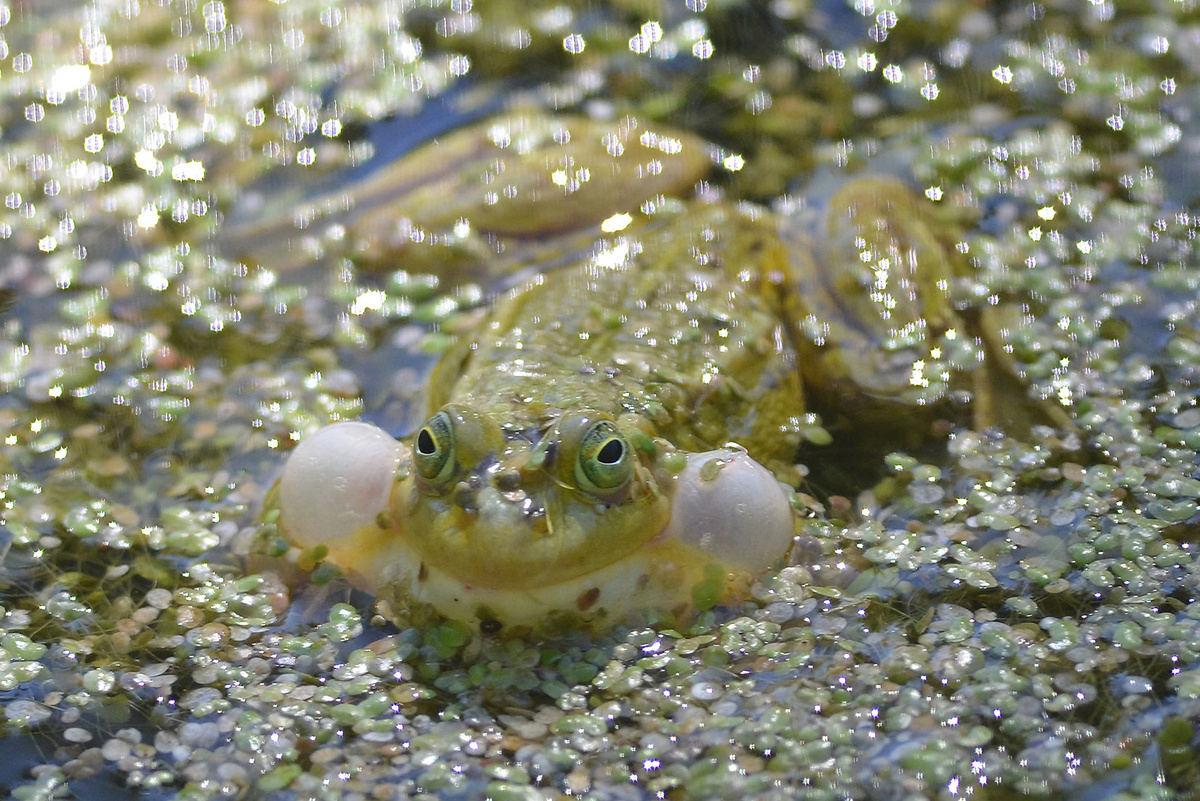 прудовая лягушка (Pelophylax lessonae)