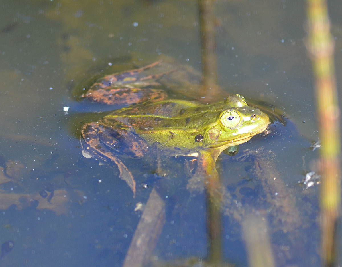 прудовая лягушка (Pelophylax lessonae)