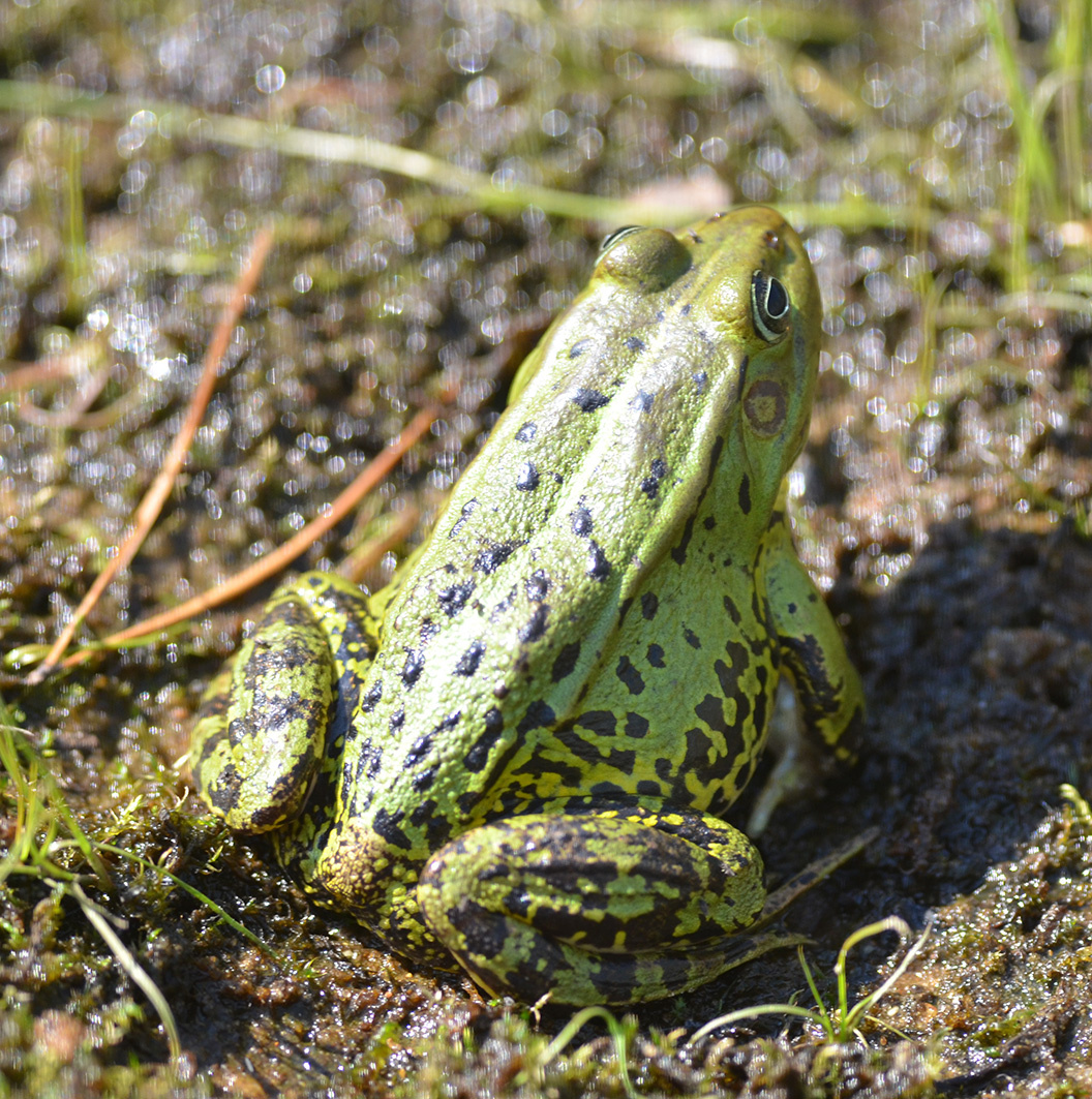 прудовая лягушка (Pelophylax lessonae)
