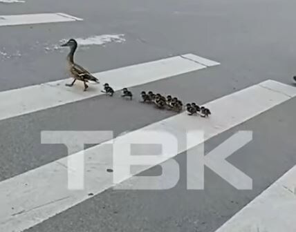 скриншот видео