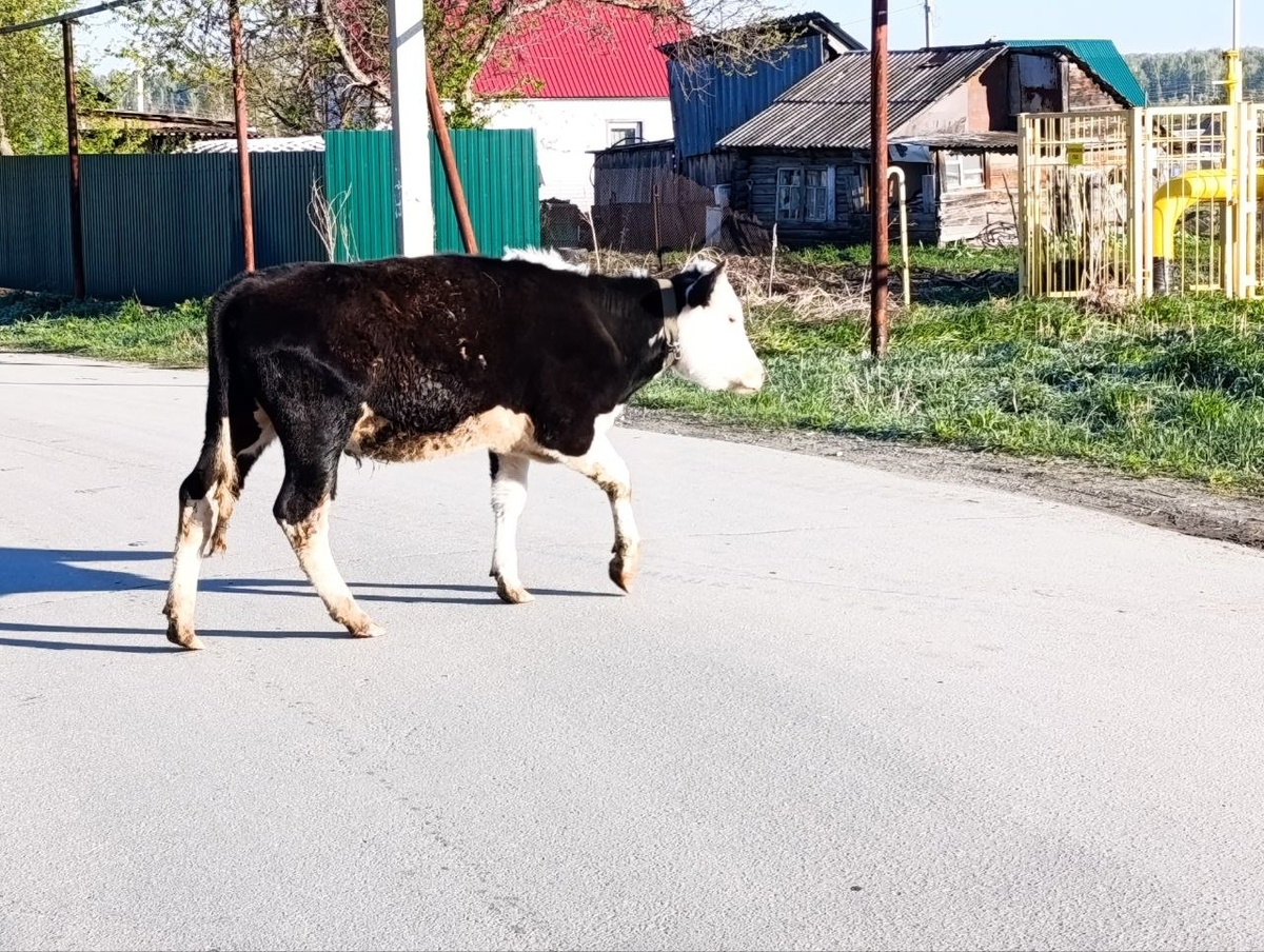 Руне любопытно насколько вкуснее трава на солнечной стороне