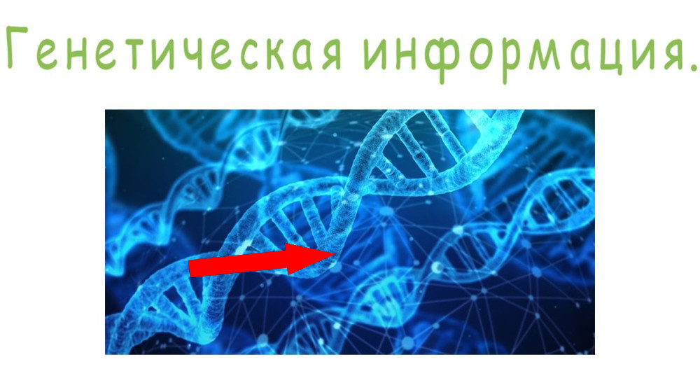    Почему вы на 60 процентов похожи на банана и что это значит