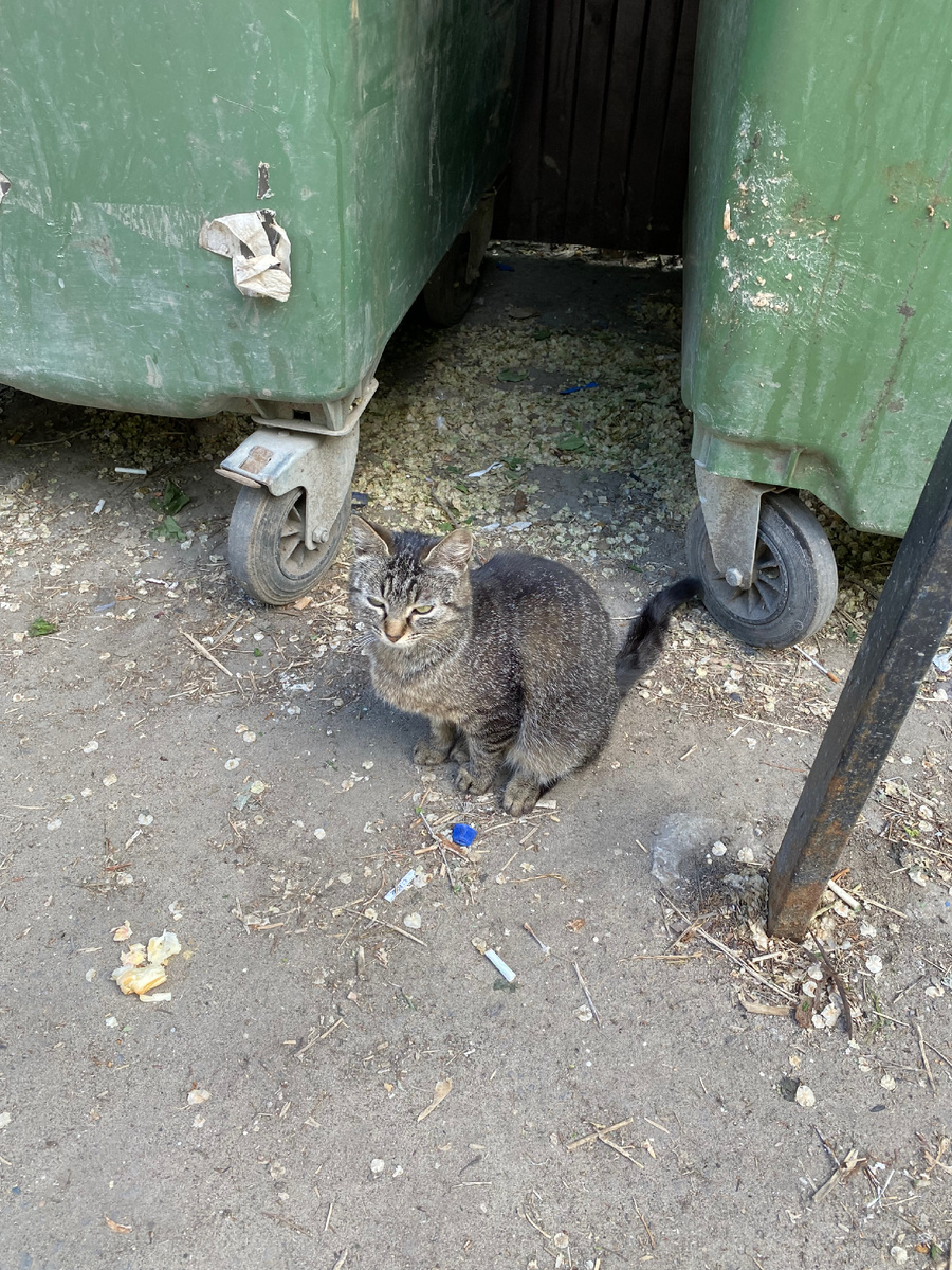Котика увидели 🐱 