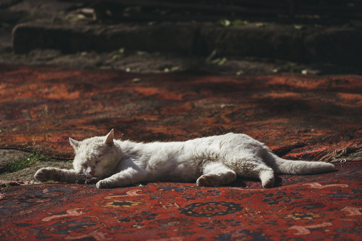 Кот крепостной, ковёрный.