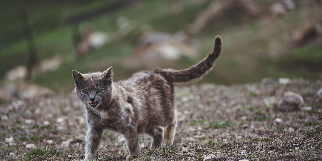 Коты Дагестана. Фотогалерея кошачьего разнообразия
