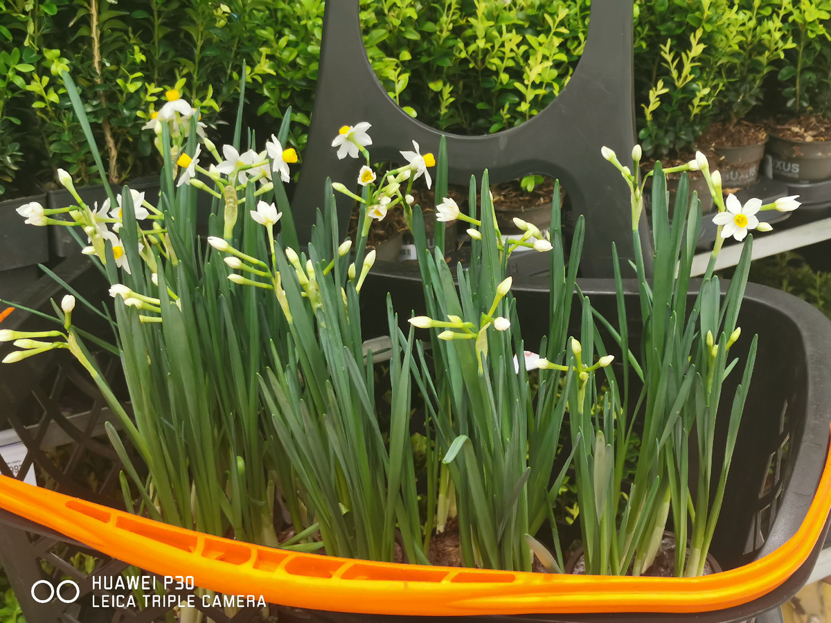 Маленькая полянка Narcissus canaliculatus ушла со мной