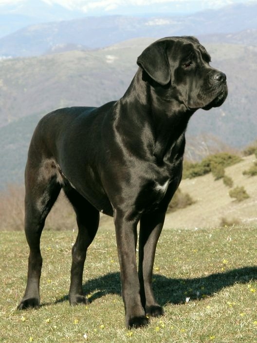 Кане-корсо