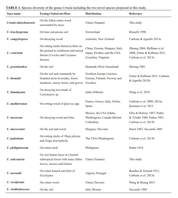  Lu, J.-R., Yu, F.-M., Zhou, D.-Q., Lu, Z.-Y., Zhang, Y. & Zhao, Q. (2023) Two novel species of Urnula (Sarcosomataceae, Pezizales) from Yunnan, China. Phytotaxa 619 (1): 86–96. https://doi.org/10.11646/phytotaxa.619.1.4