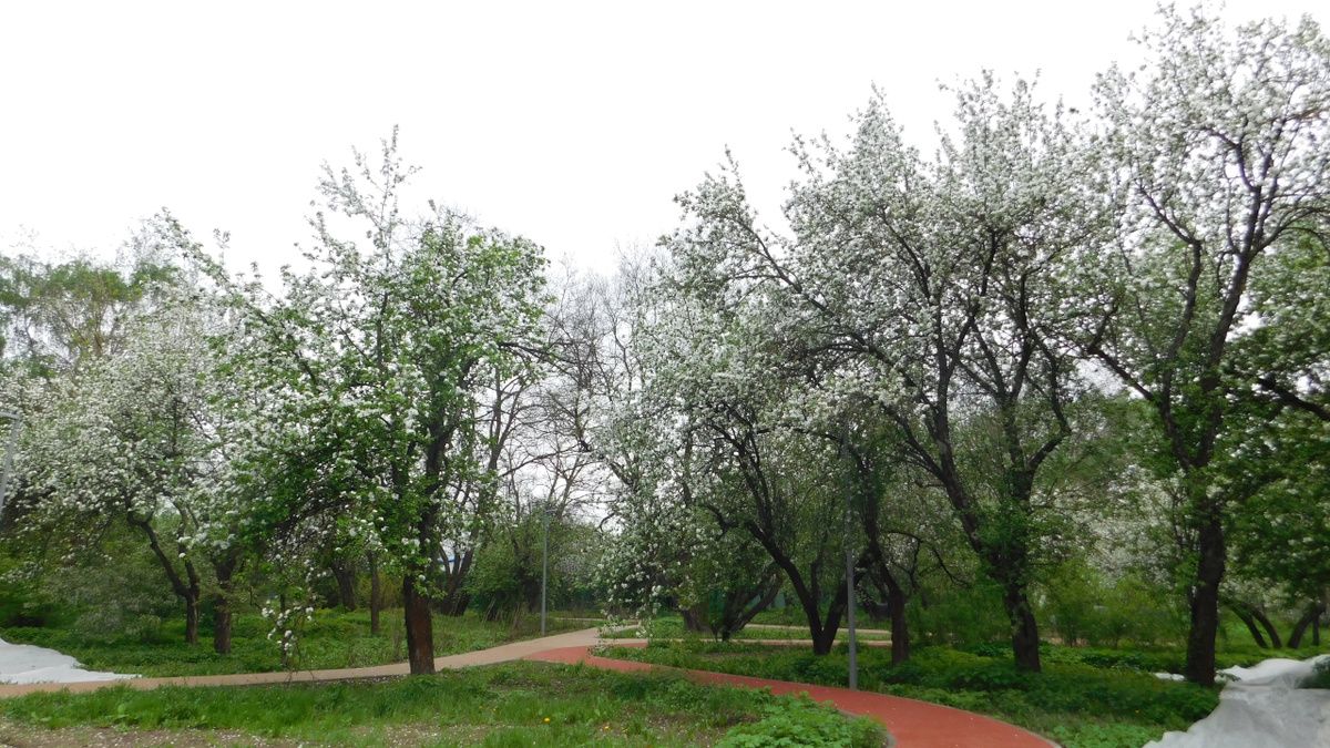 Несколько дорожек вдоль яблонь