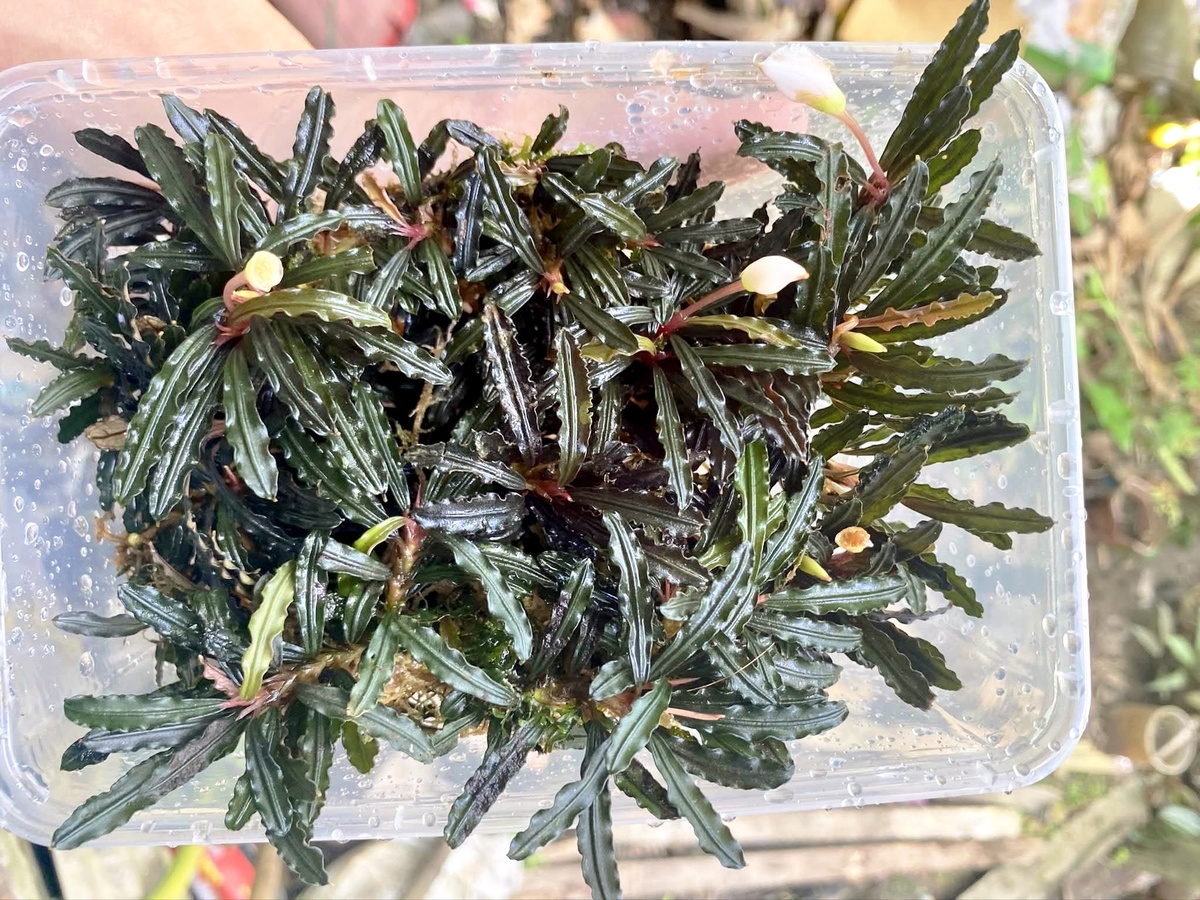Bucephalandra "Velvet leaf 4". Дикий сбор.