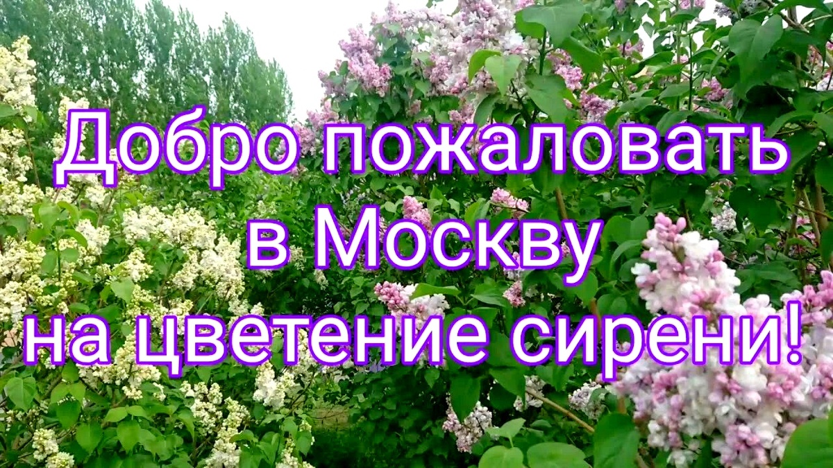 Парк, созданный на базе питомника сирени известного селекционера Леонида Колесникова. Сирень селекции Колесникова растёт в парке Букингемского дворца в Лондоне, в Тайницком саду Кремля и других известных садах мира. 