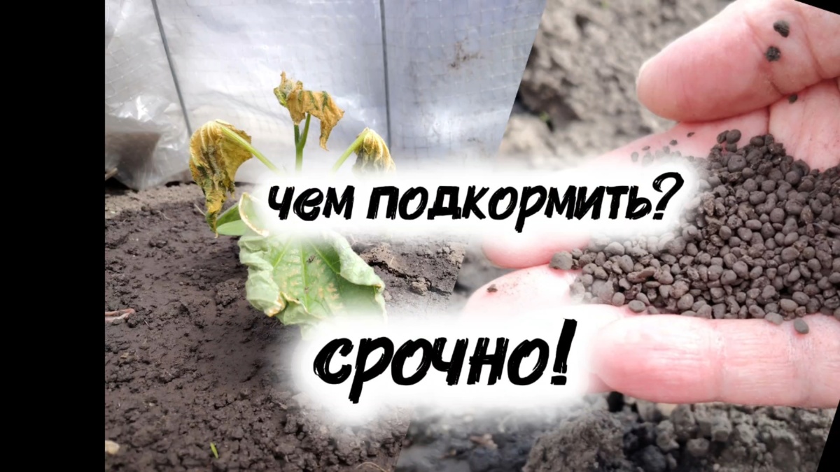 Подкормки и реанимация