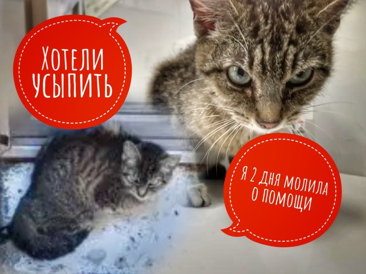 Она ведь ПРИПОЛЗЛА к людям за помощью, которые искали возможность ее усыпить!