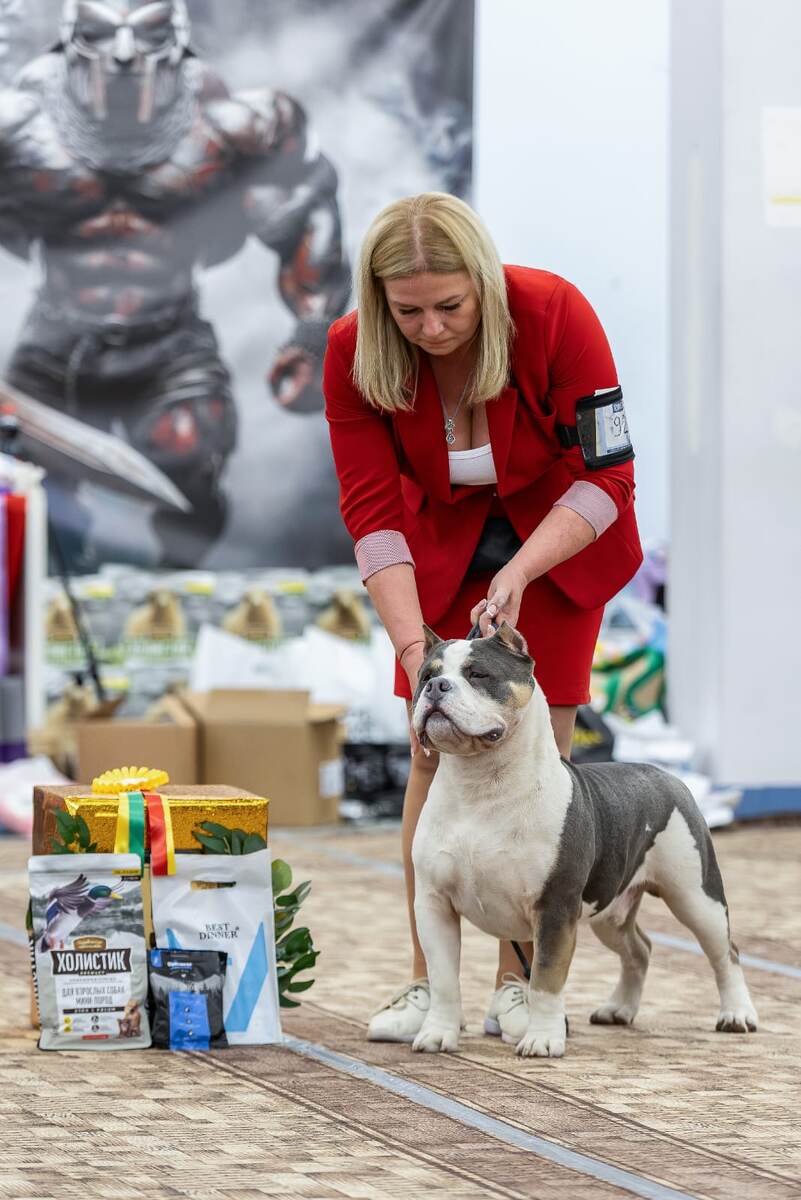 На фото: американский булли Декстер — Skyline Kennel Dexter Of A&A и Эмилия Гайдукова, хендлер, кинолог, специалист по подготовке собак к  ринговому показу