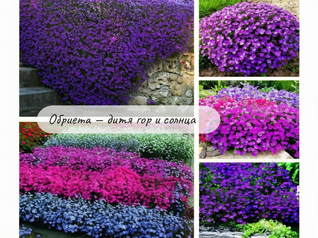 Обриета