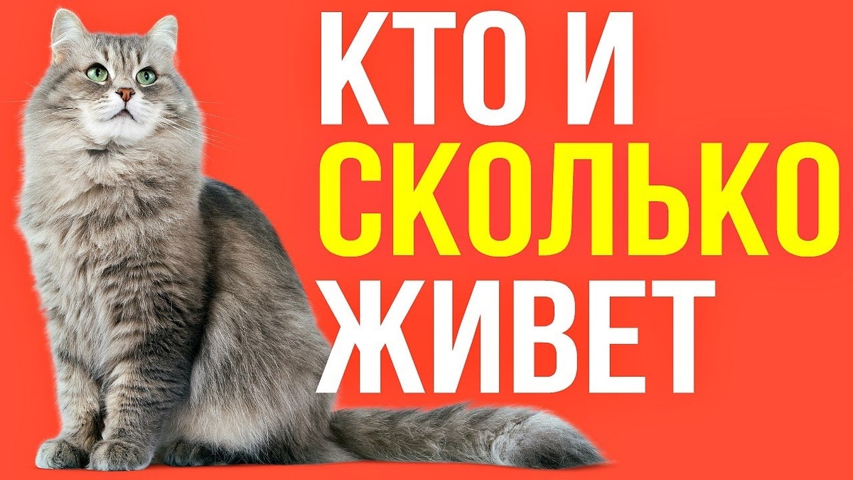 Кто живет дольше: собака или кошка