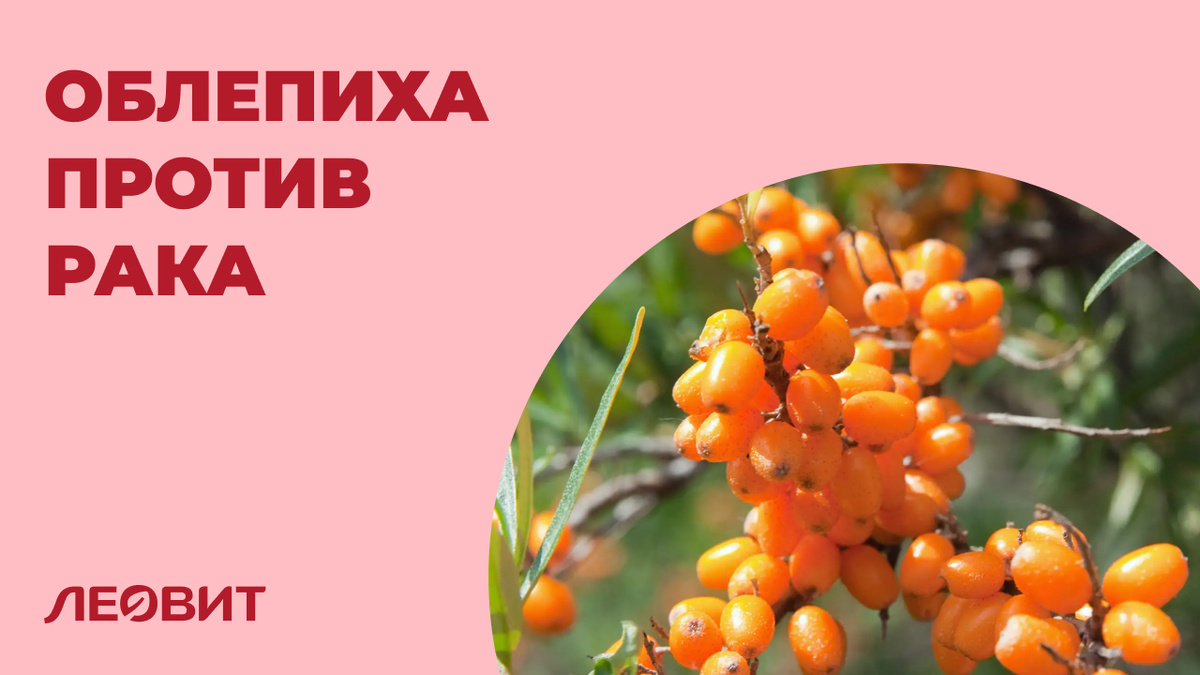 Противоопухолевые и другие лекарственные свойства облепихи