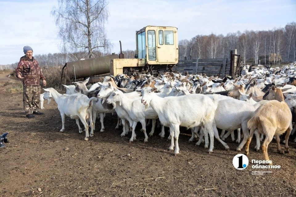    За качеством здесь следят особенно строго: контролируют корма и выбраковывают животных даже при малейших изменениях вкуса молока. Фото: Дмитрий Сопильняк, ИА Первое областное