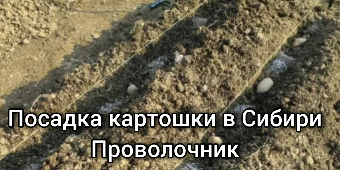 Посадка картошки в Сибири. Где орудует проволочник?