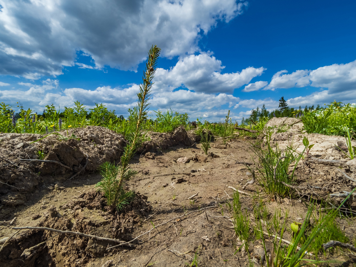 Фото: РусКлиматФонд
