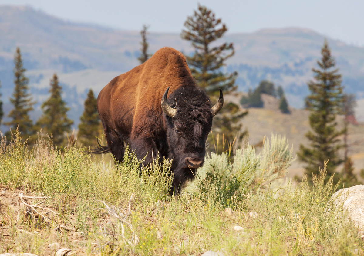 <a href="https://www.magnific.com/ru/free-photo/buffalo_27952689.htm">Изображение от kamchatka на Magnific</a>