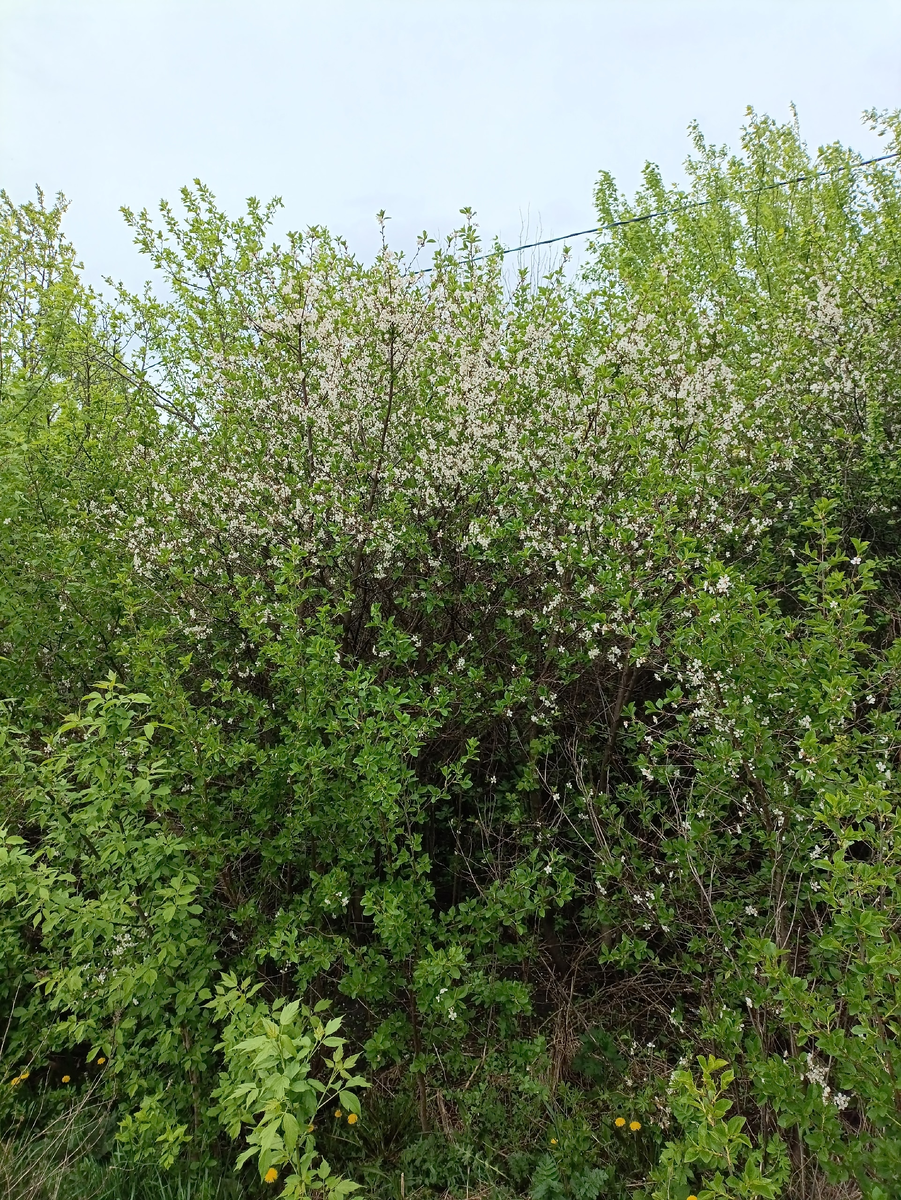 Вишня, которая не сдаётся