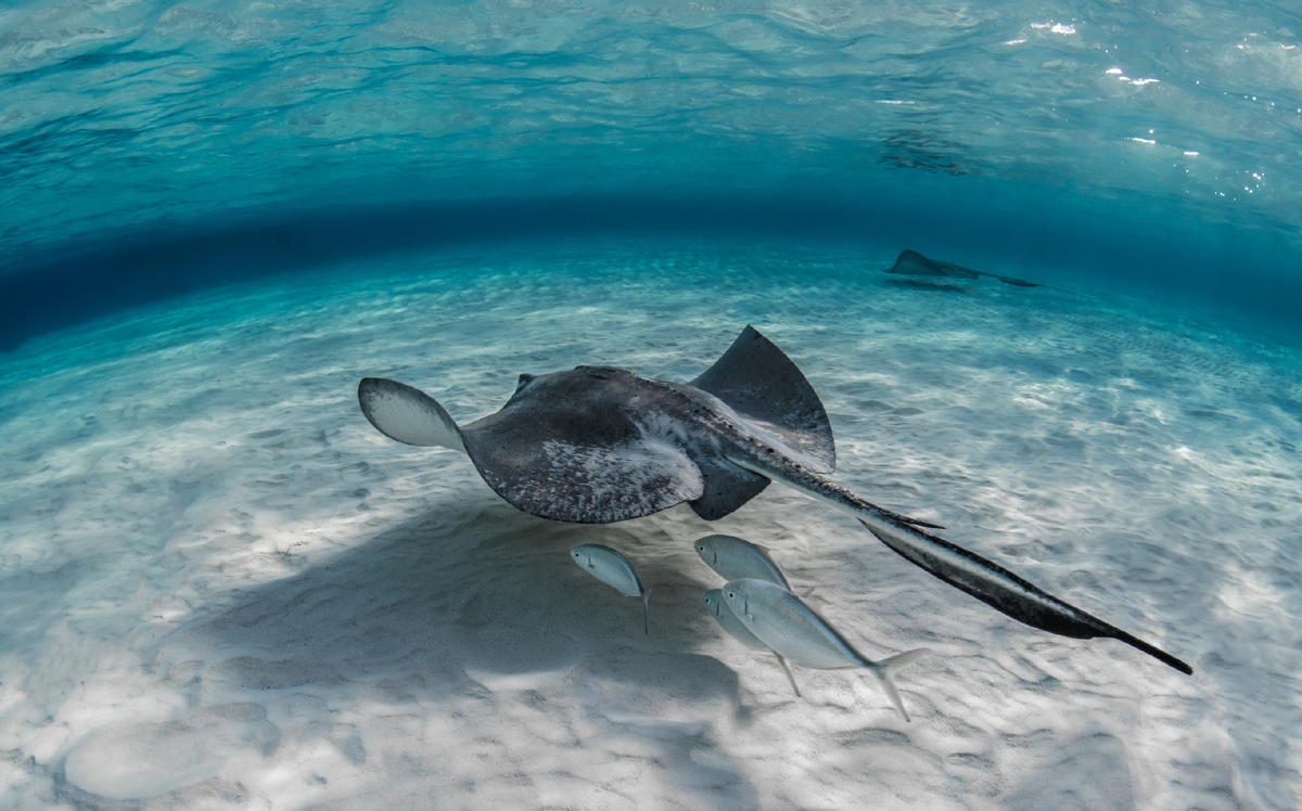 <a href="https://www.magnific.com/ru/free-photo/closeup-shot-stingray-fish-swimming-underwater-with-some-fish-swimming-it_10292574.htm">Изображение от wirestock на Magnific</a>