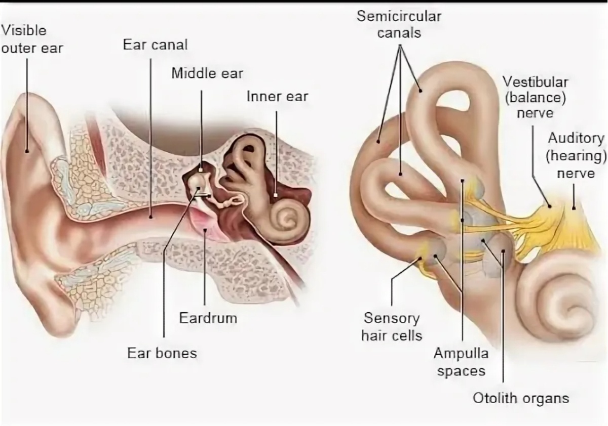 Полукружные каналы во внутреннем ухе: semicircular canals- именно в них возникает ДППГ