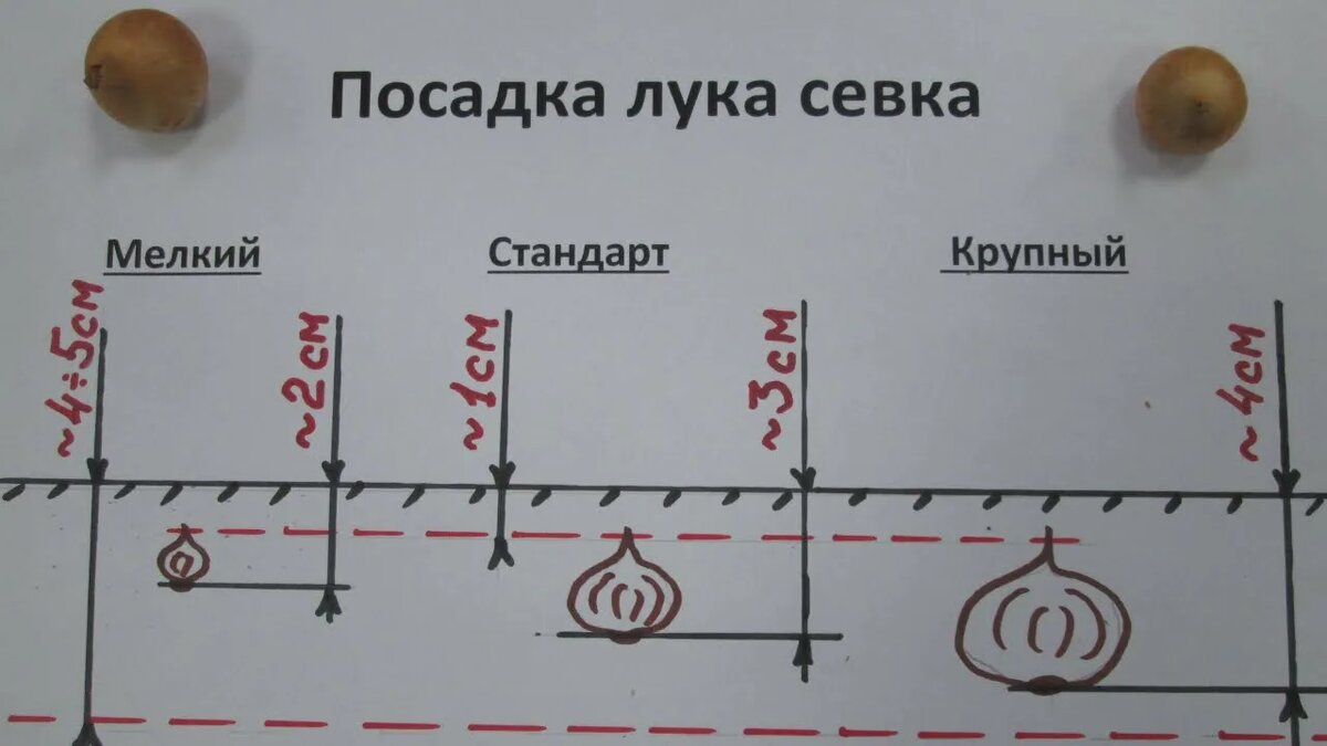сажаем лук севок