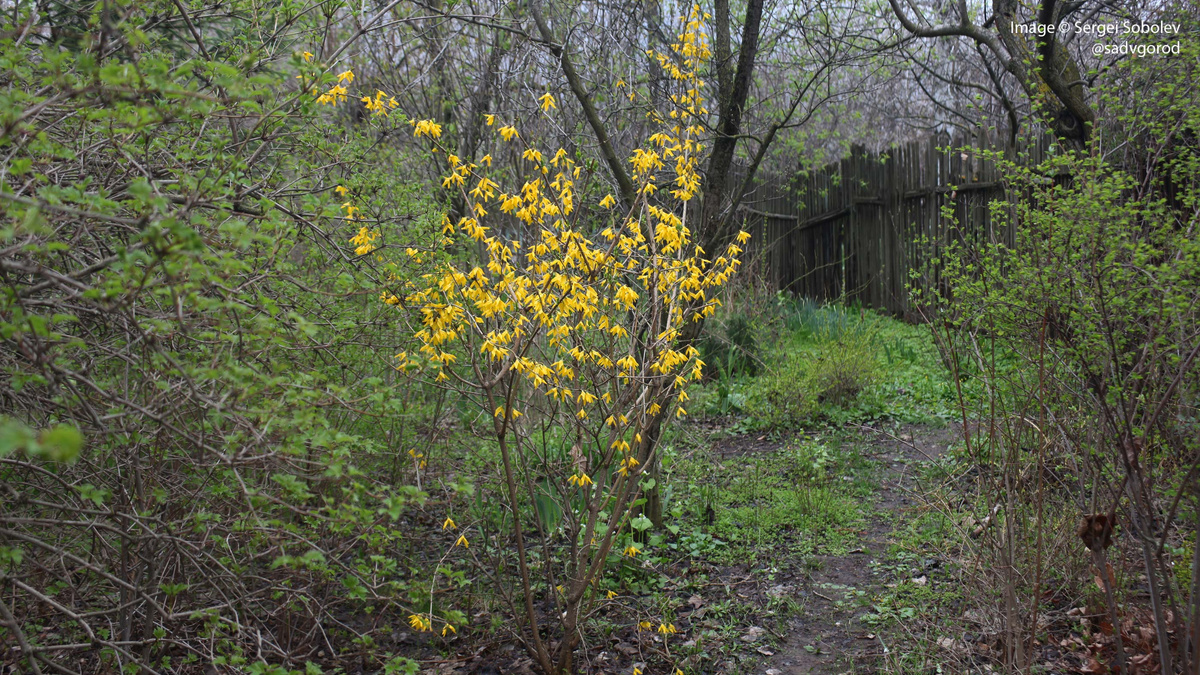 Тропинка по лесочку к вожделенной калитке... И цветущие форзиции (Forsythia x intermedia) вокруг. 