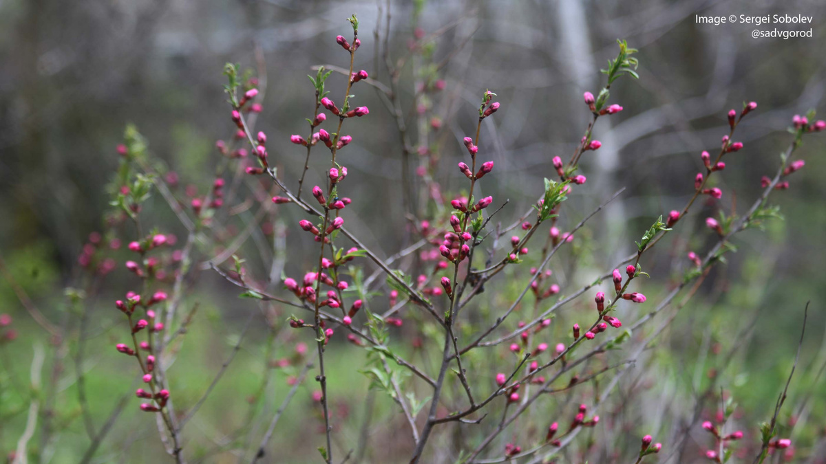 Миндаль низкий (Amygdalus nana).